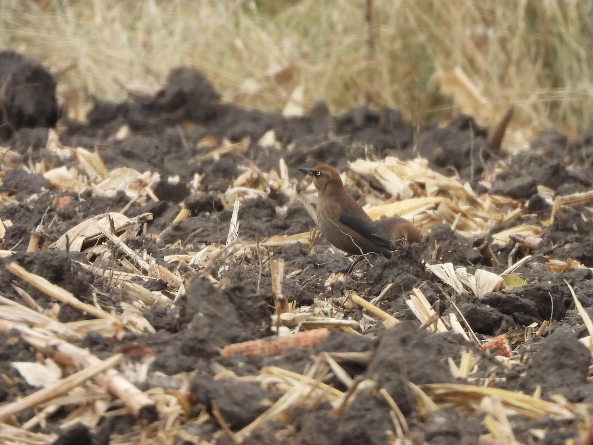 Rusty Blackbird - ML645166919