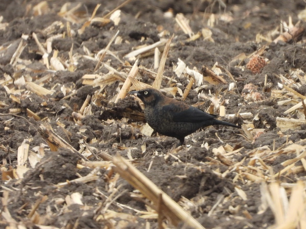 Rusty Blackbird - ML645166920
