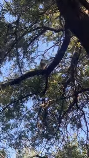 Buteo sp. - ML645166924