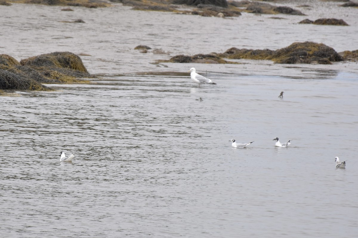 Gabbiano di Bonaparte - ML645166930