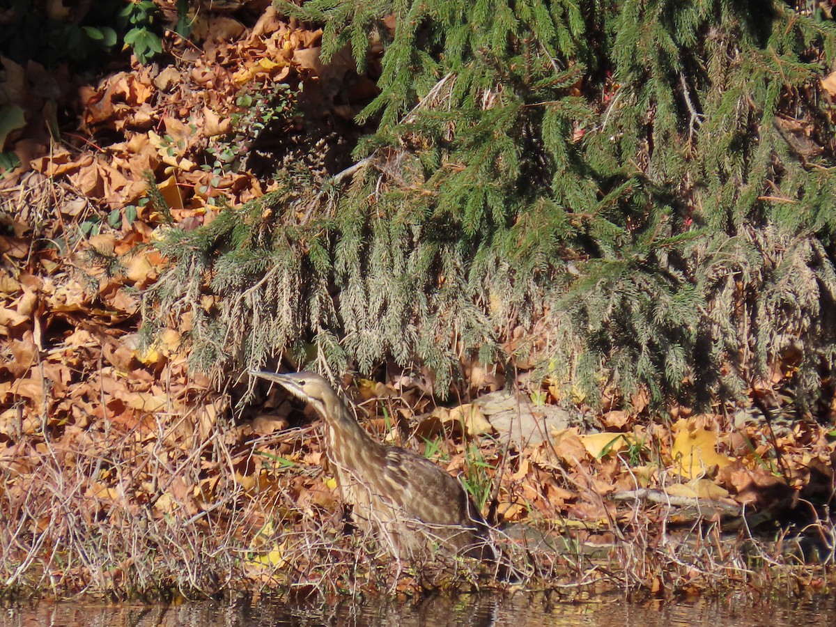 Бугай американський - ML645166931