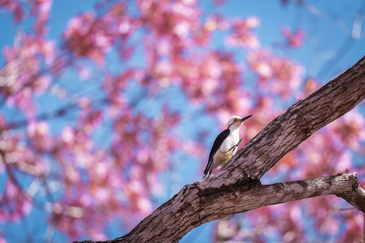 シロキツツキ - ML645166956