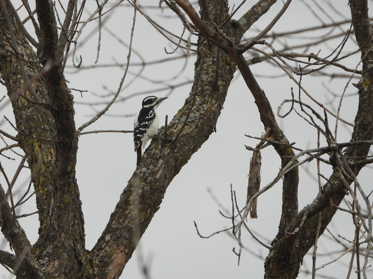 Hairy Woodpecker - ML645166961