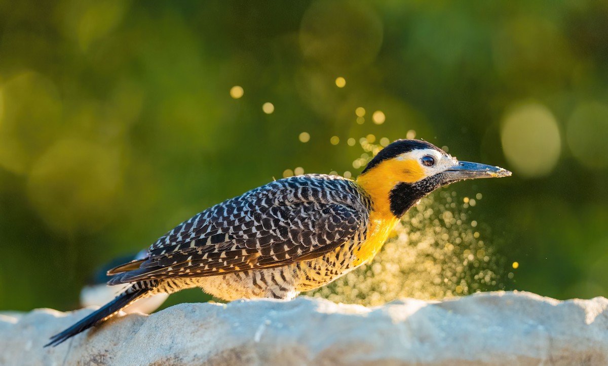 アリツカゲラ - ML645166964