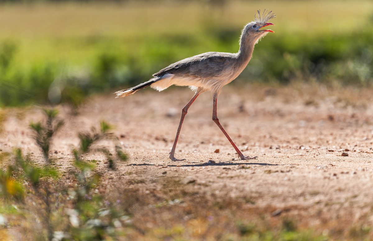 アカノガンモドキ - ML645166974