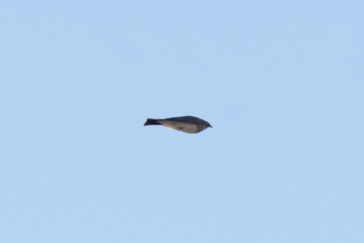 skřivan ouškatý - ML645166975