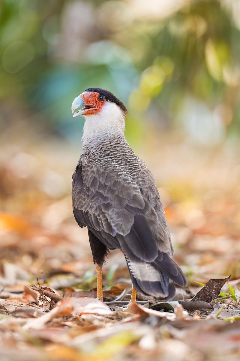 ミナミカラカラ - ML645166982