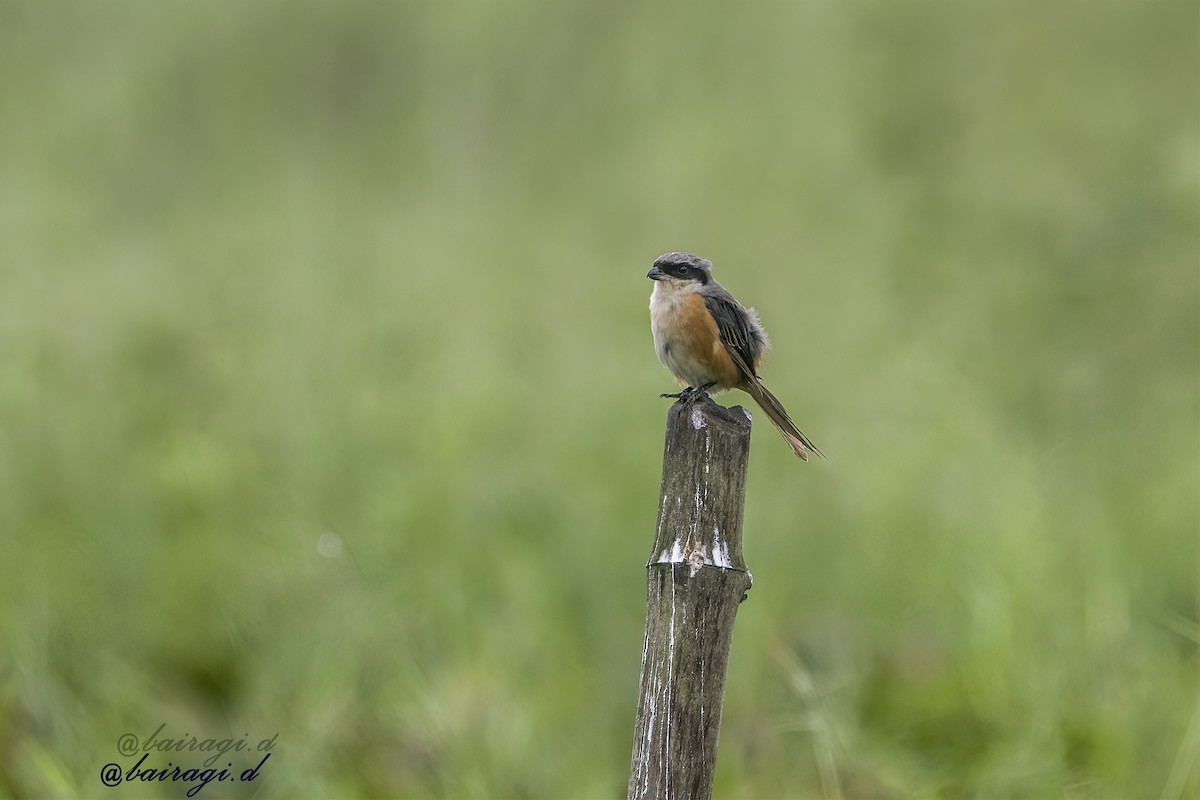 Tibetwürger - ML645166995