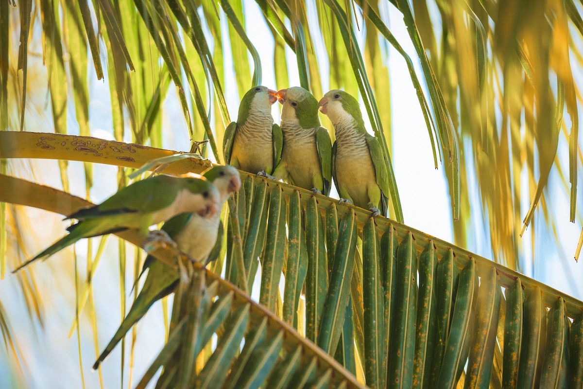 Калита сіроволий - ML645167010