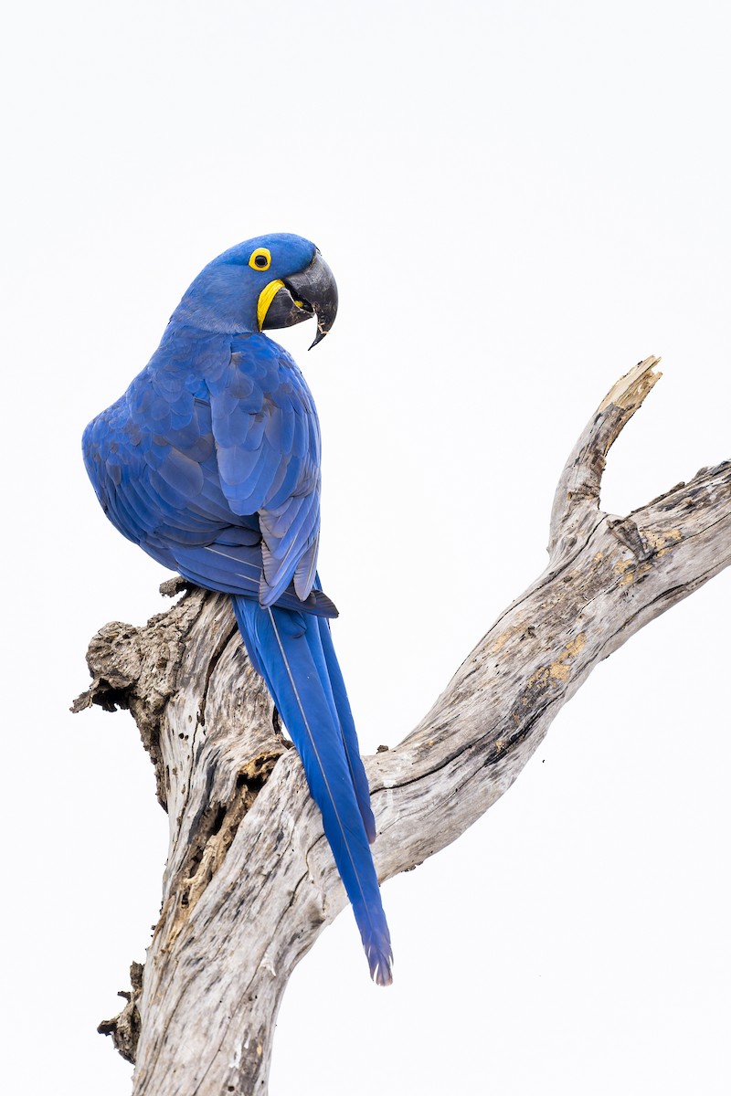 スミレコンゴウインコ - ML645167027