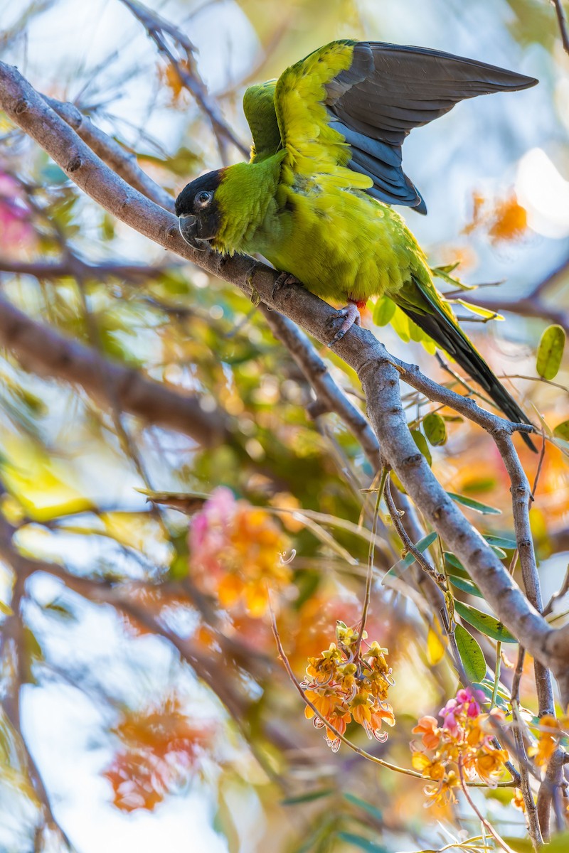 クロガミインコ - ML645167046