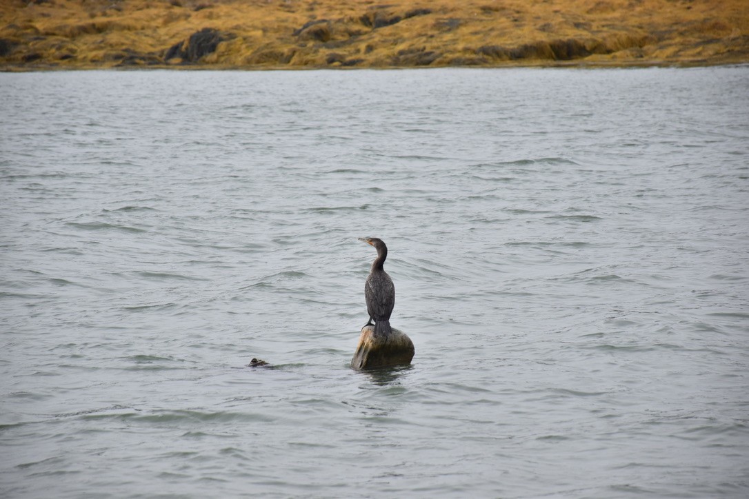 Double-crested Cormorant - ML645167048