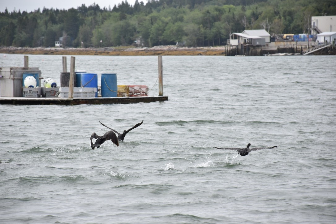 Double-crested Cormorant - ML645167066