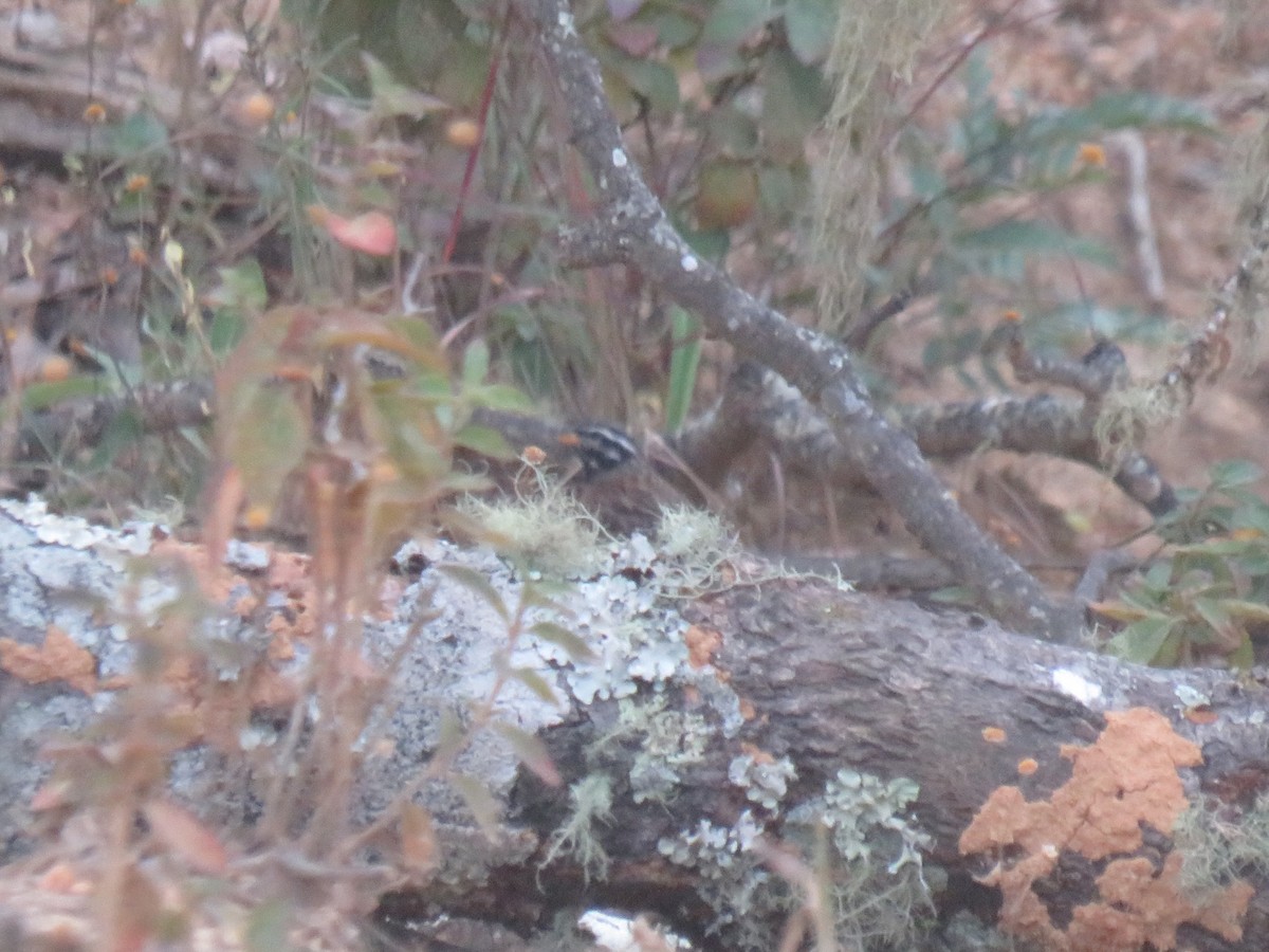 Cinnamon-breasted Bunting - ML645167072