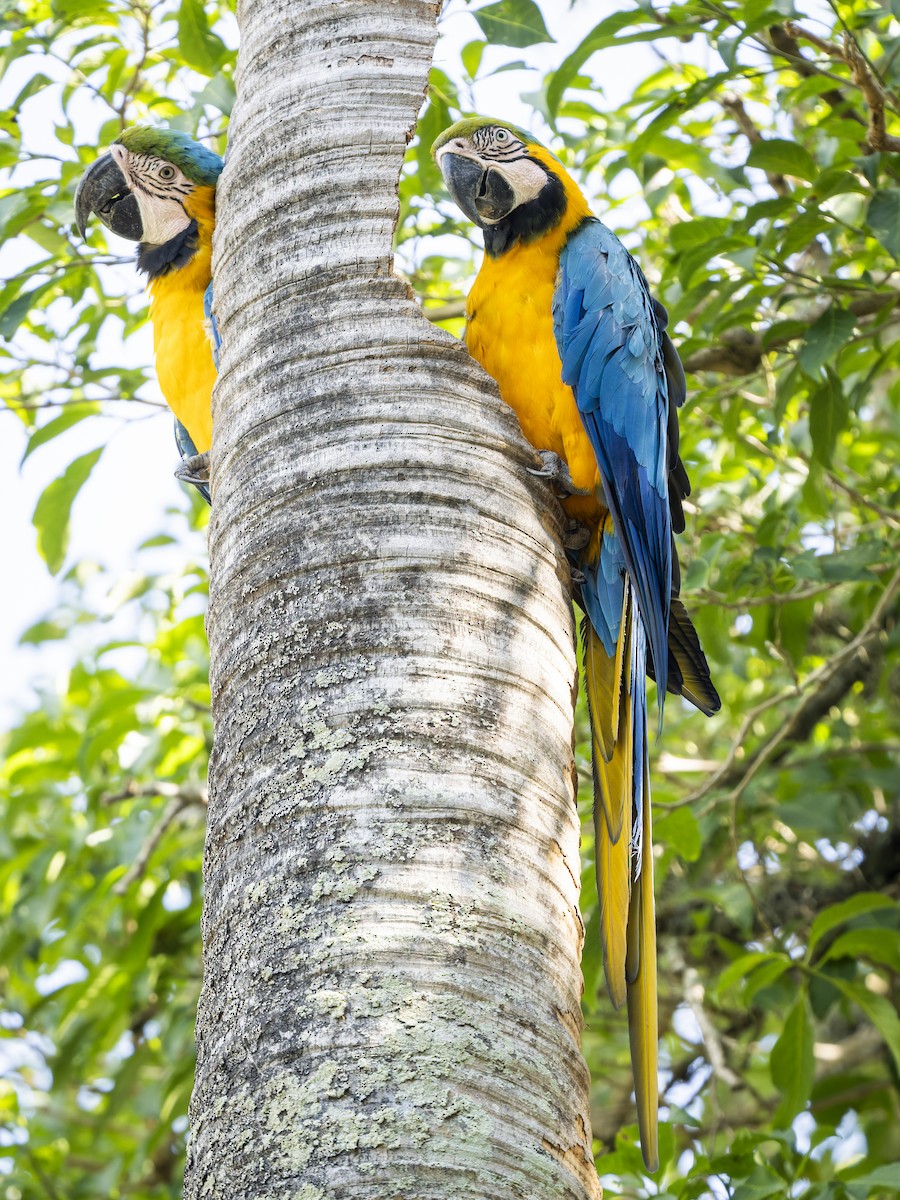 ルリコンゴウインコ - ML645167080