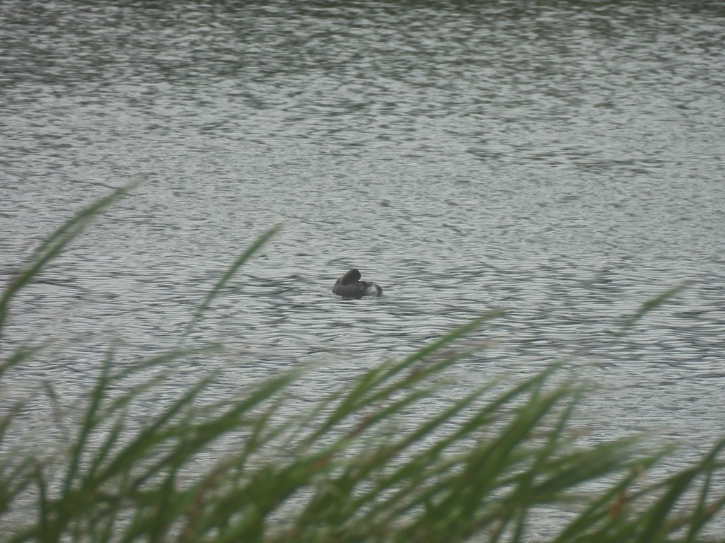 Least Grebe - ML645167081