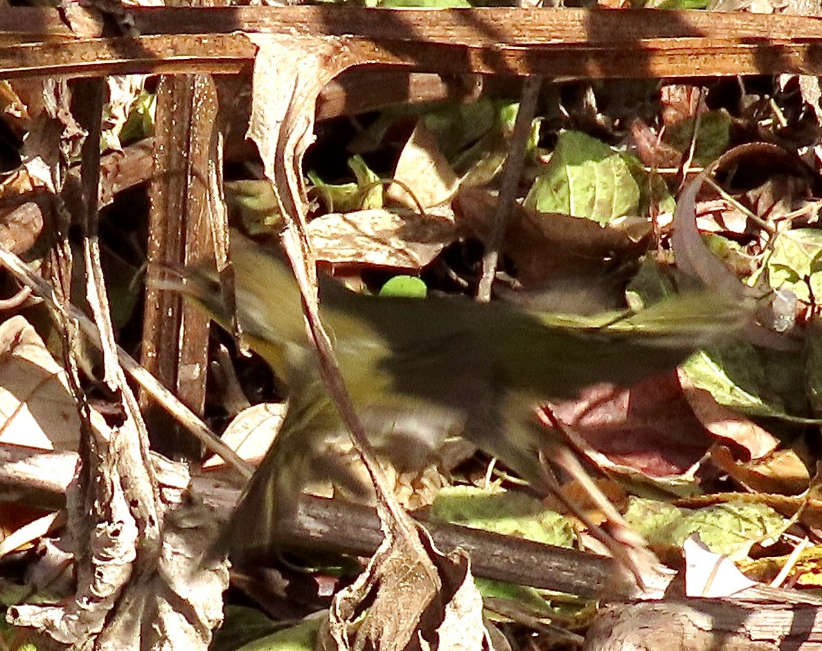 Common Yellowthroat - ML645167084