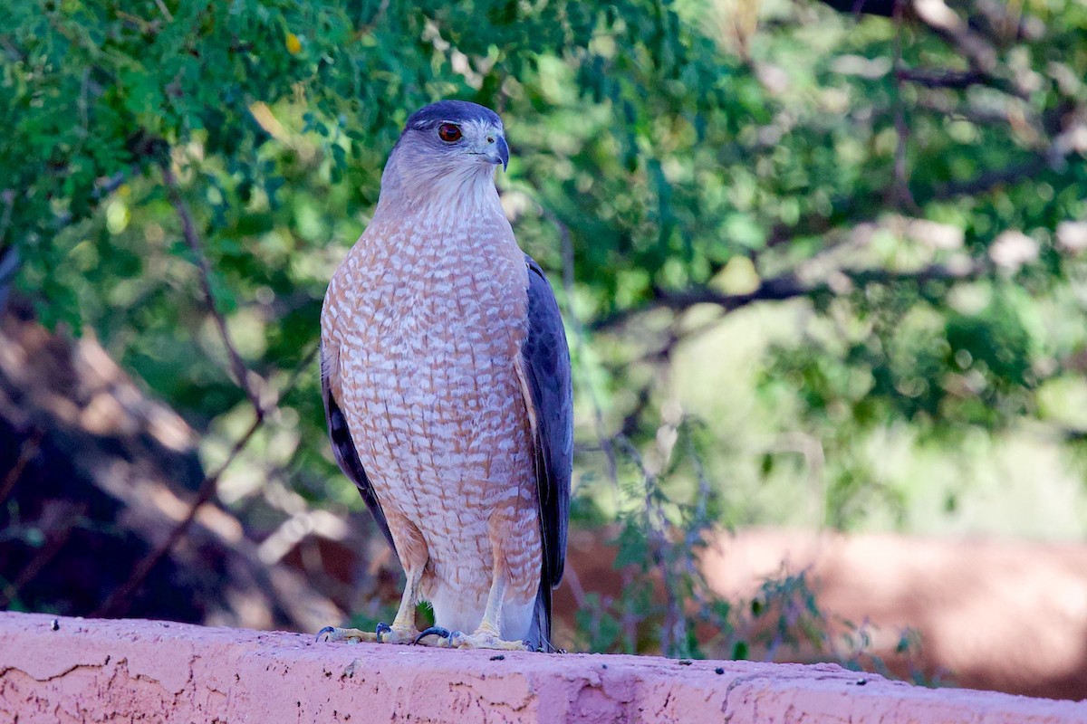 Cooper's Hawk - ML645167093