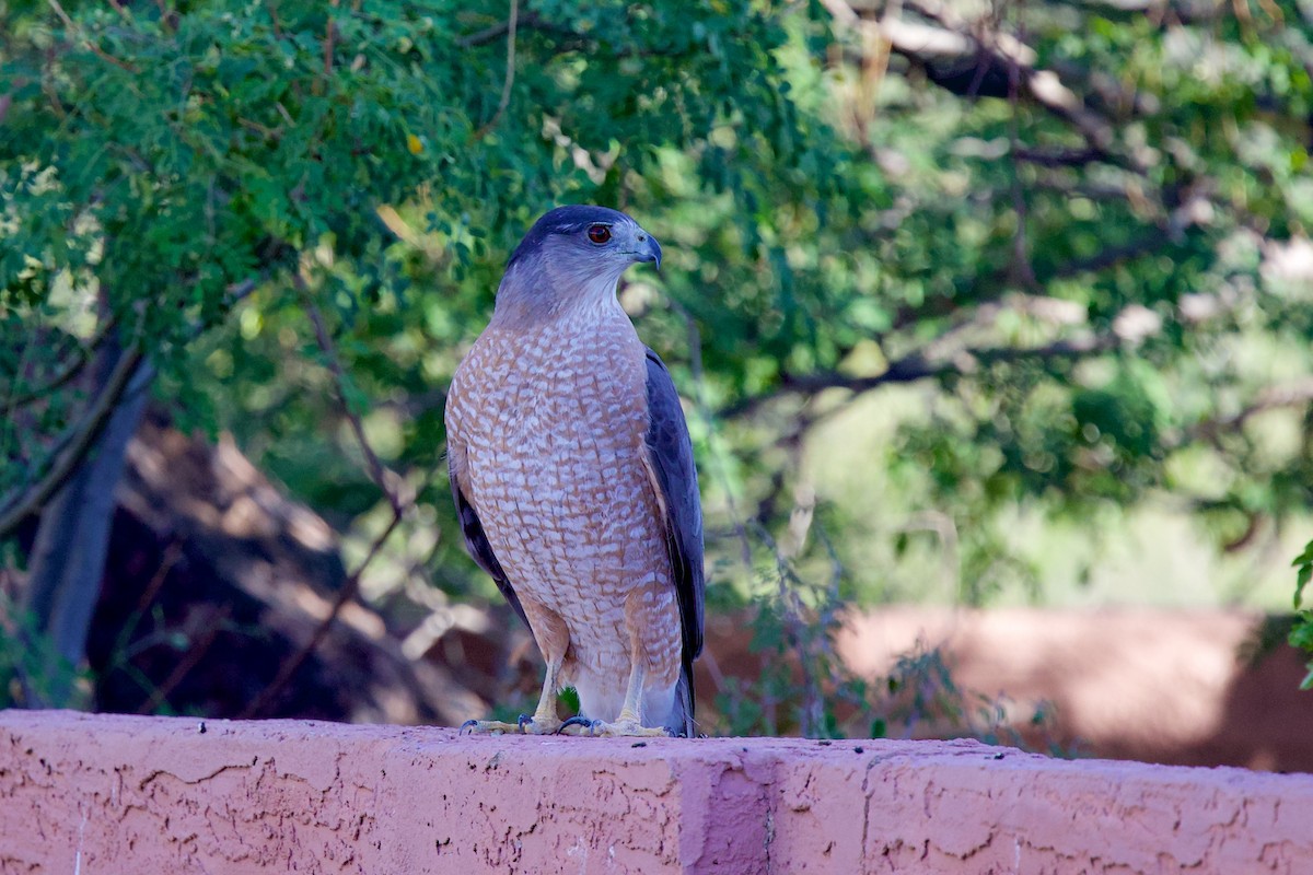 Cooper's Hawk - ML645167094