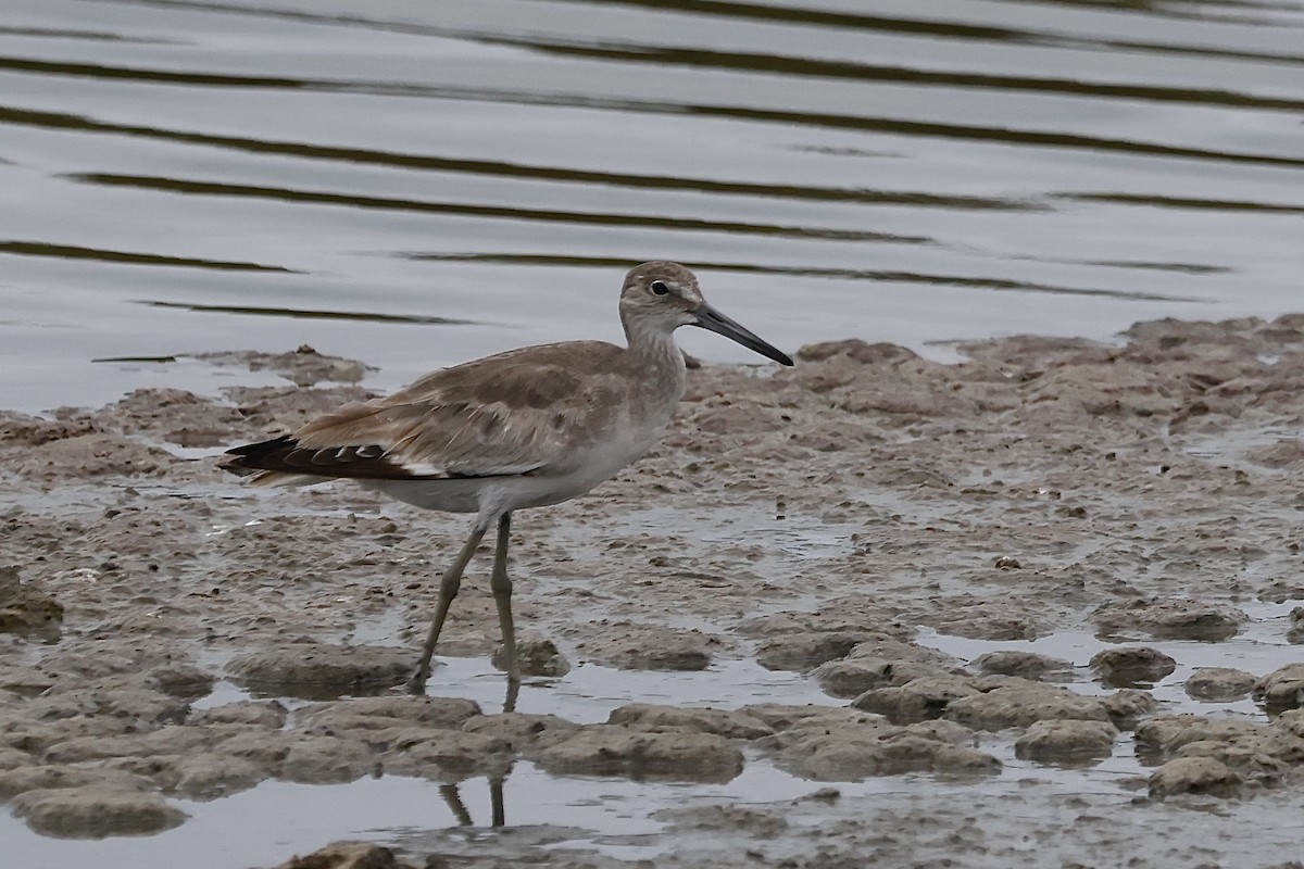Willet - ML645167097