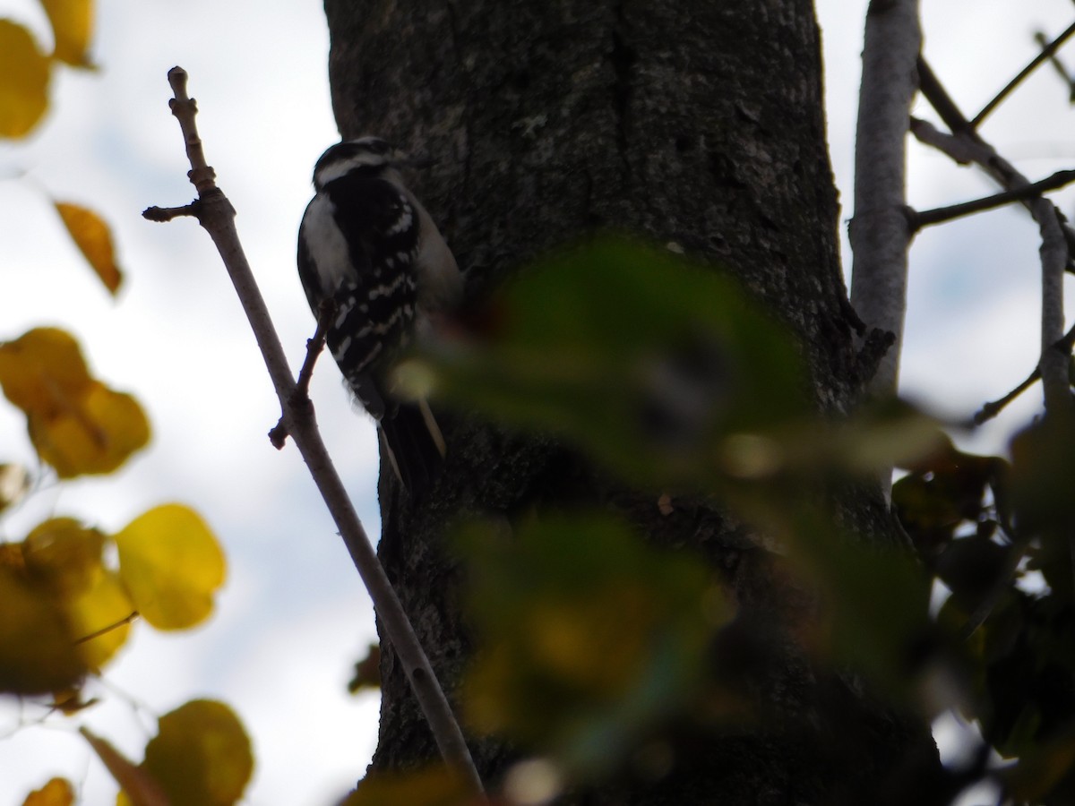 Downy Woodpecker - ML645167104