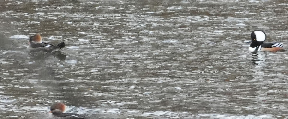 Hooded Merganser - ML645167106