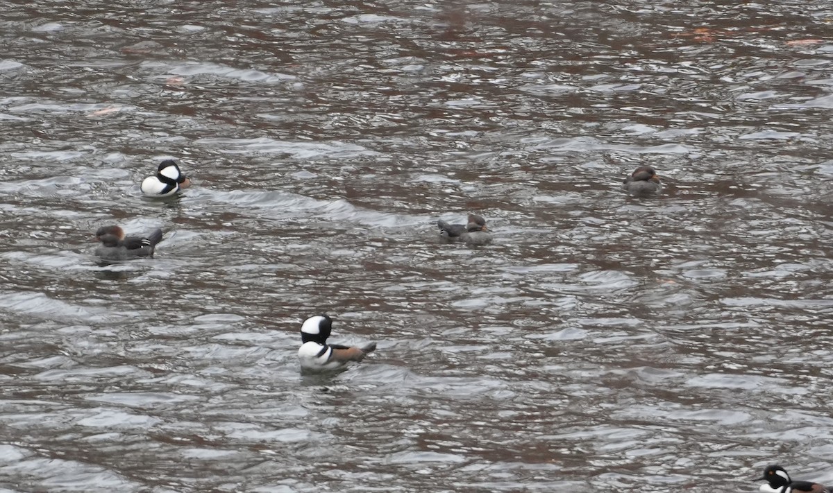 Hooded Merganser - ML645167107