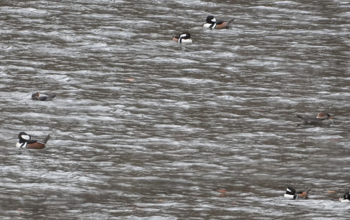 Hooded Merganser - ML645167108