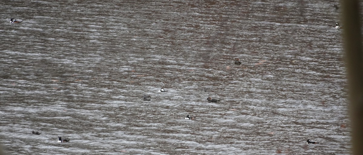 Hooded Merganser - ML645167110