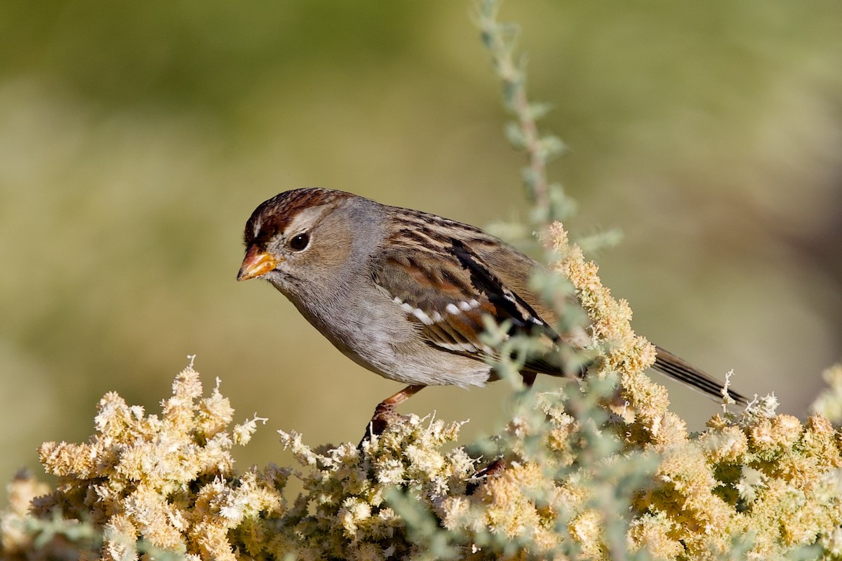 White-crowned Sparrow - ML645167113