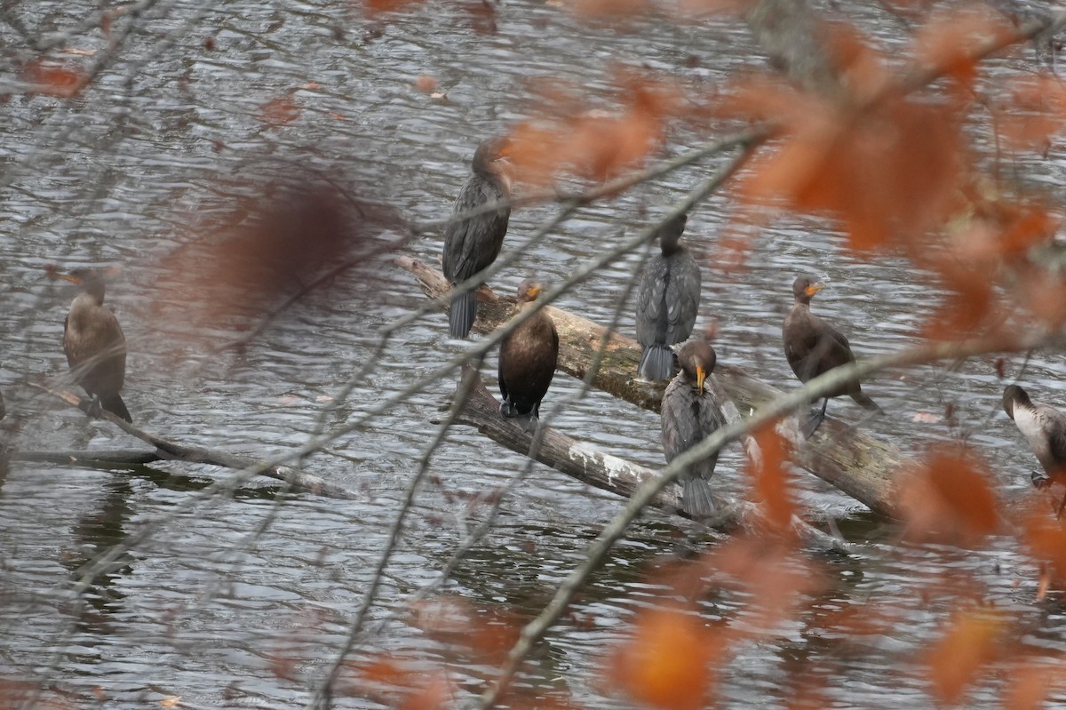 Double-crested Cormorant - ML645167116