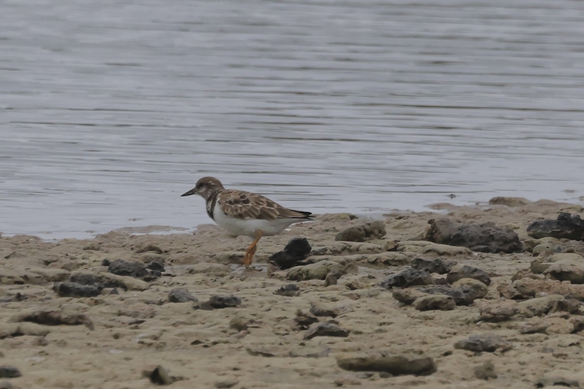 Ruddy Turnstone - ML645167117