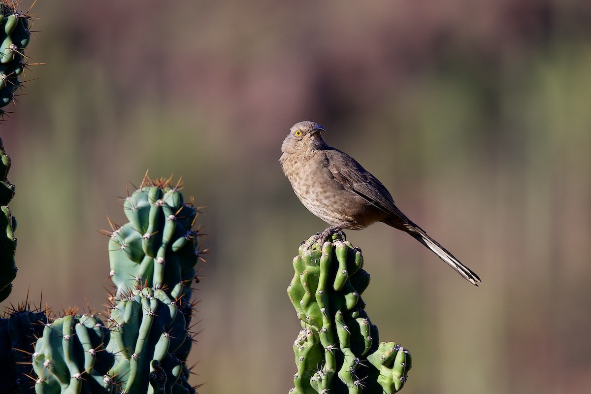 Curve-billed Thrasher - ML645167118