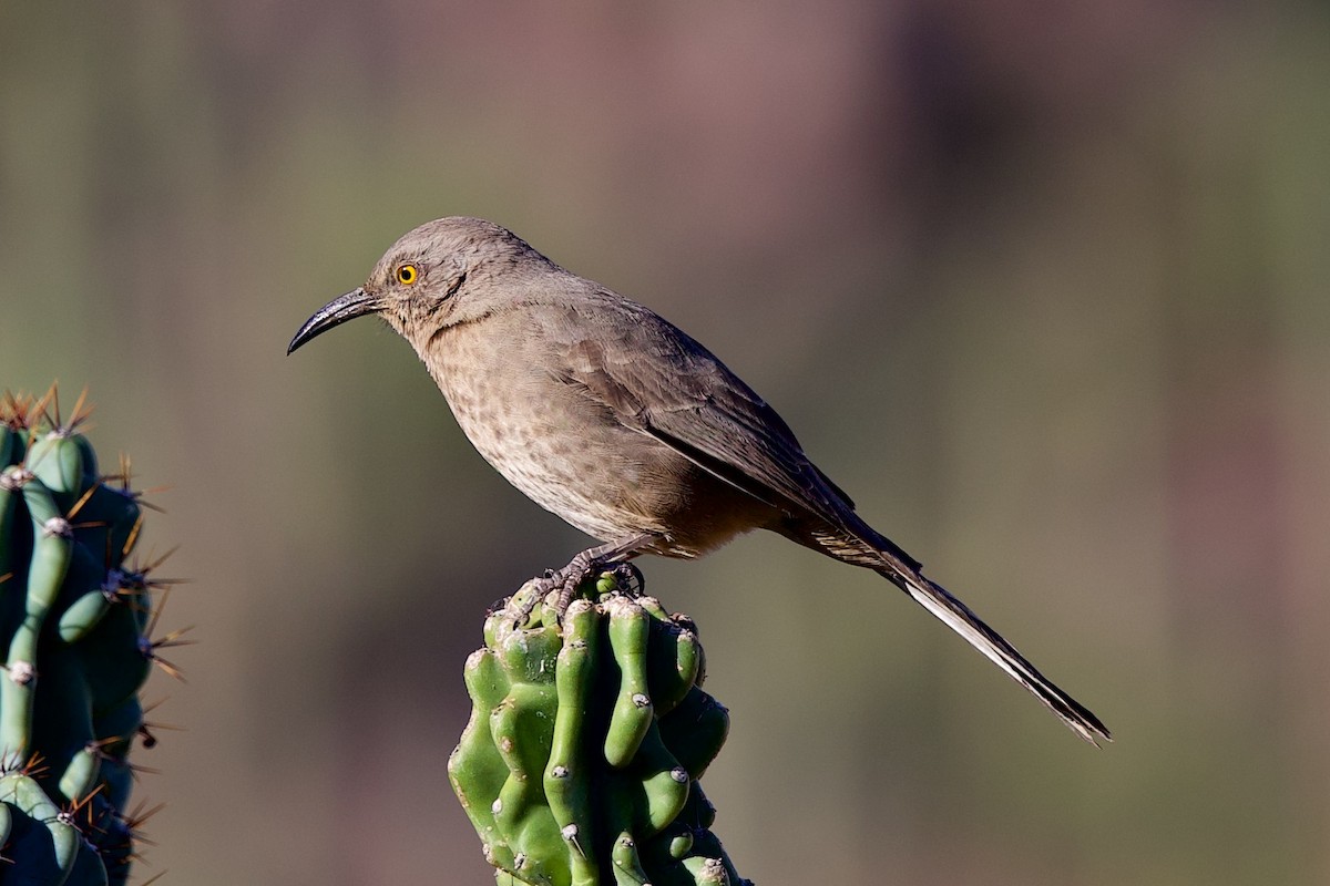 Curve-billed Thrasher - ML645167119
