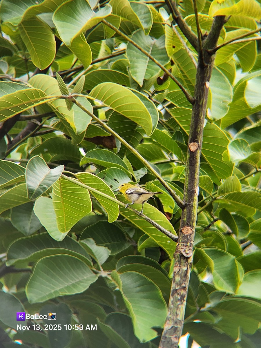 Yellow-throated Vireo - ML645167121