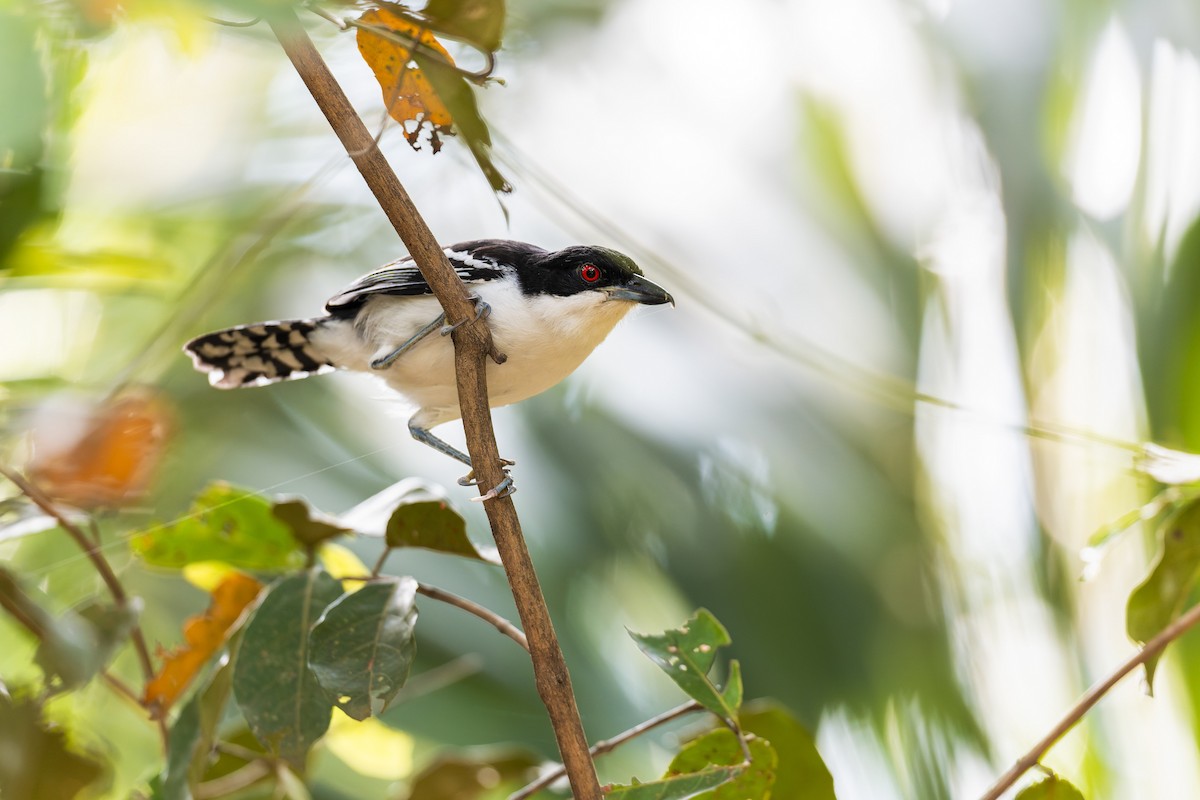 Great Antshrike - ML645167122