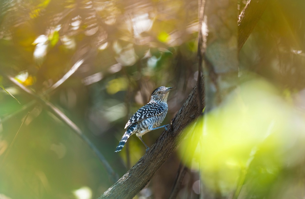 Barred Antshrike - ML645167125