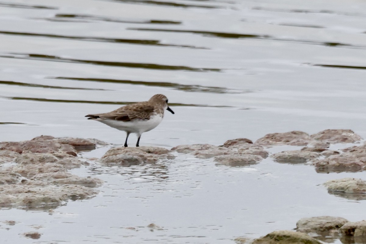 Semipalmated Sandpiper - ML645167127