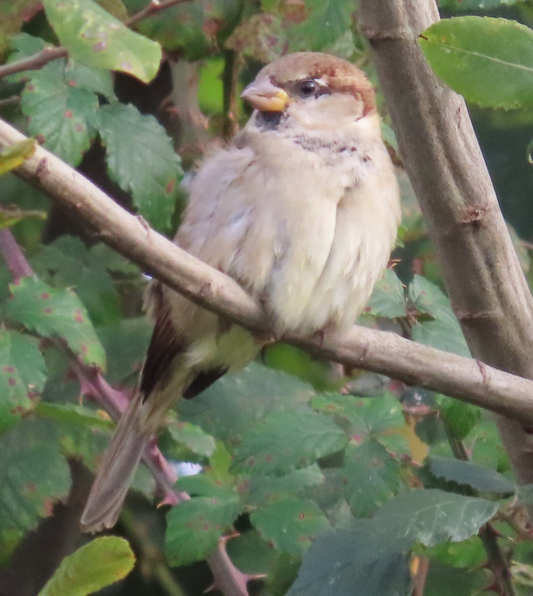 House Sparrow - ML645167129