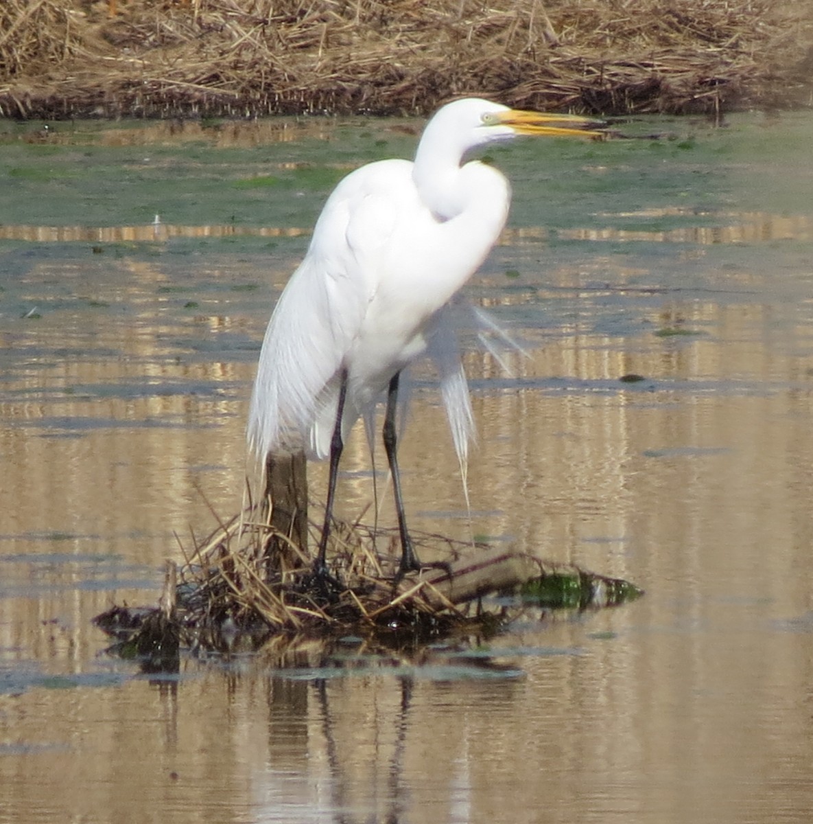 Great Egret - ML645167136
