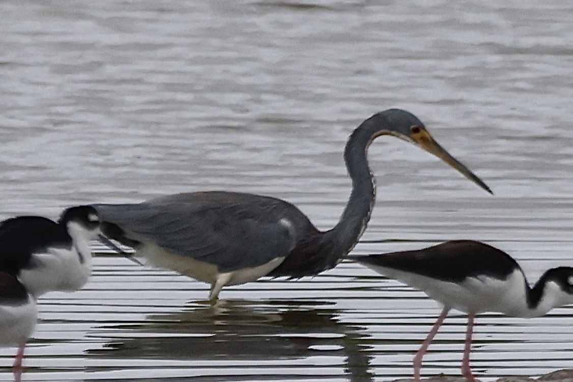 Tricolored Heron - ML645167138