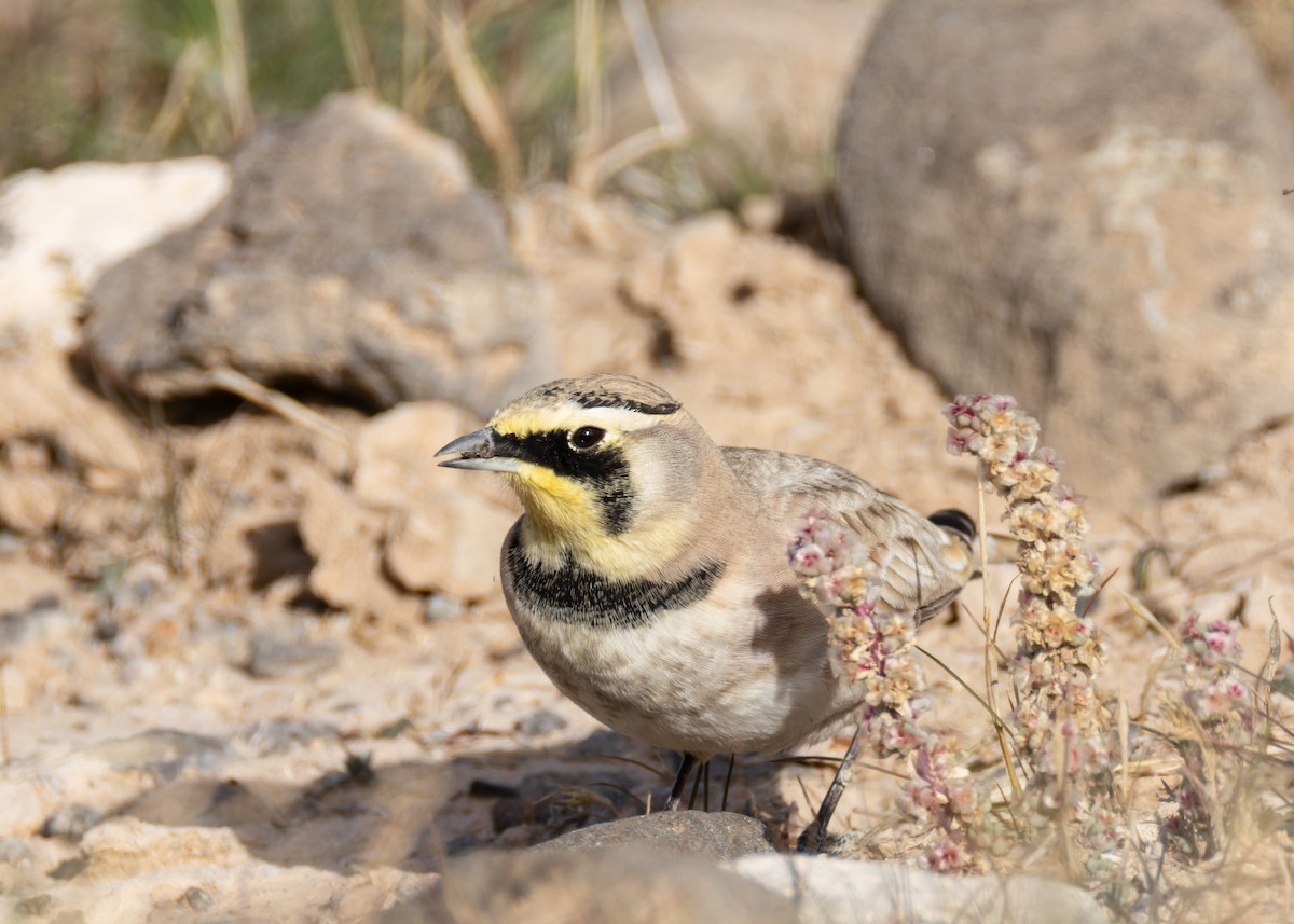 Horned Lark - ML645167145