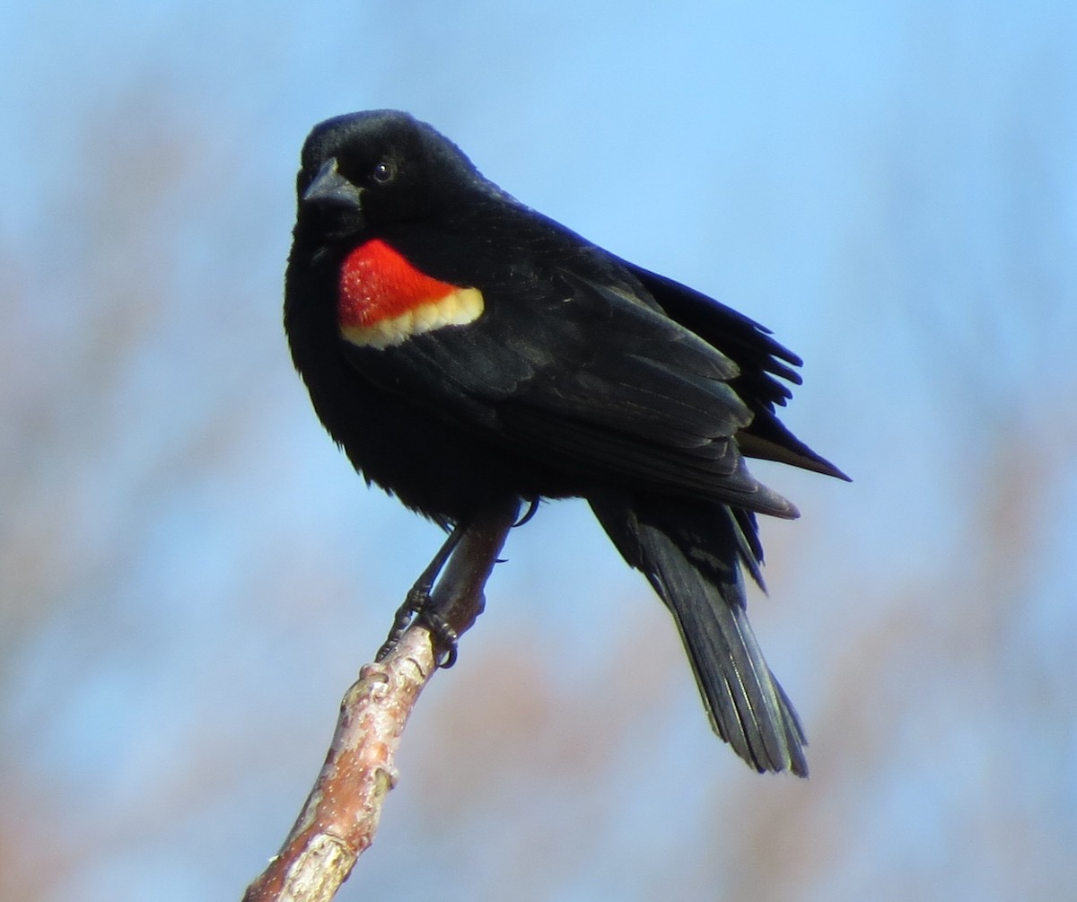 Red-winged Blackbird - ML645167146