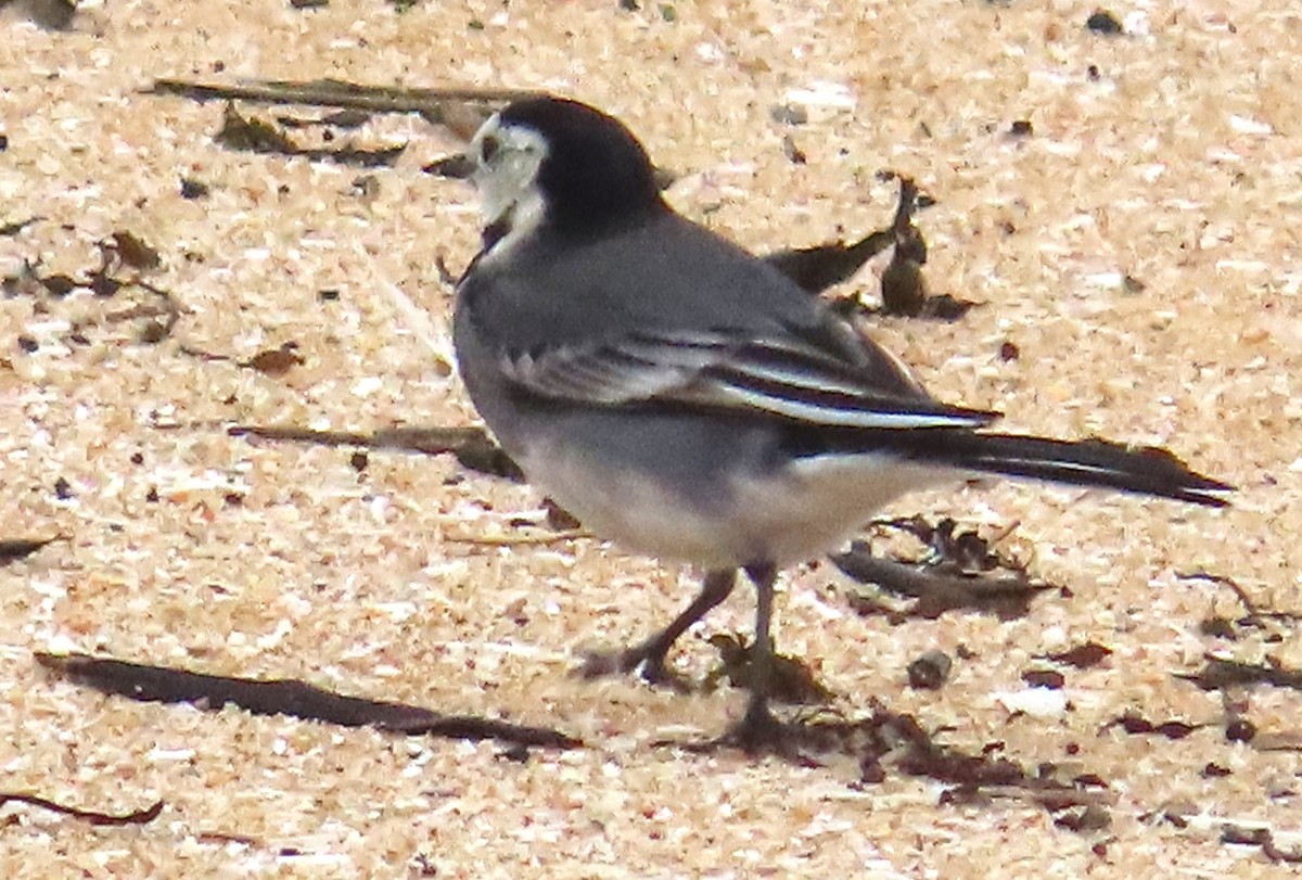 White Wagtail - ML645167148