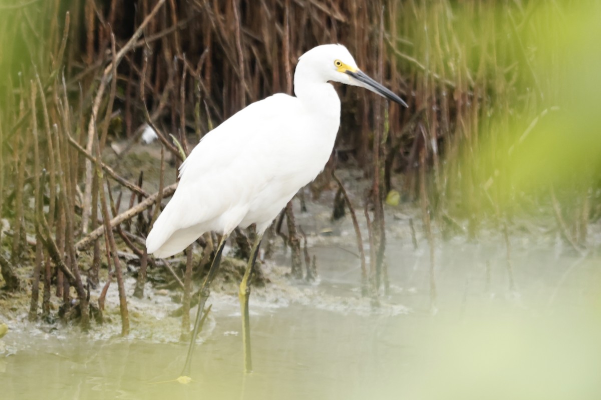 לבנית אמריקנית - ML645167149