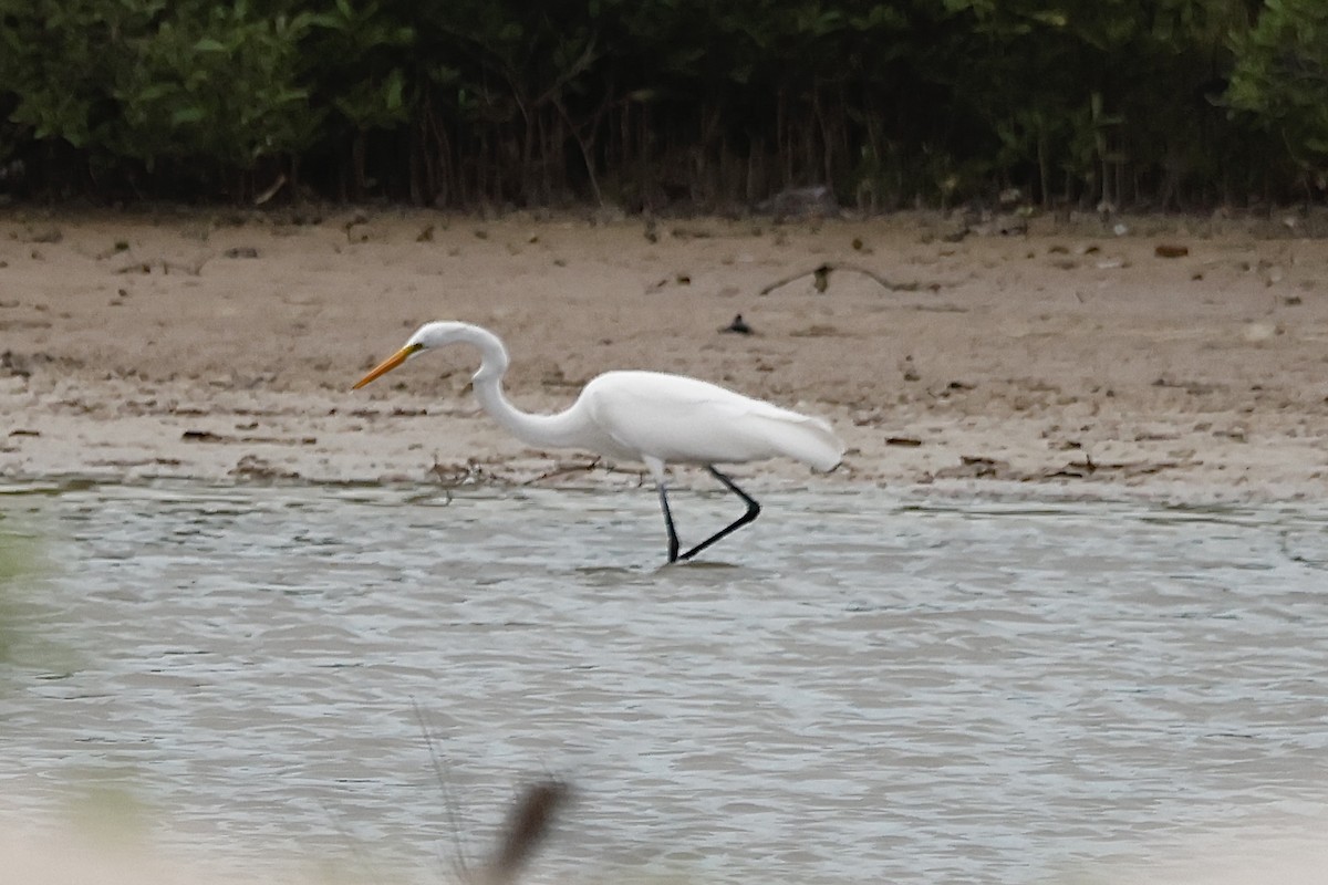 לבנית גדולה - ML645167153