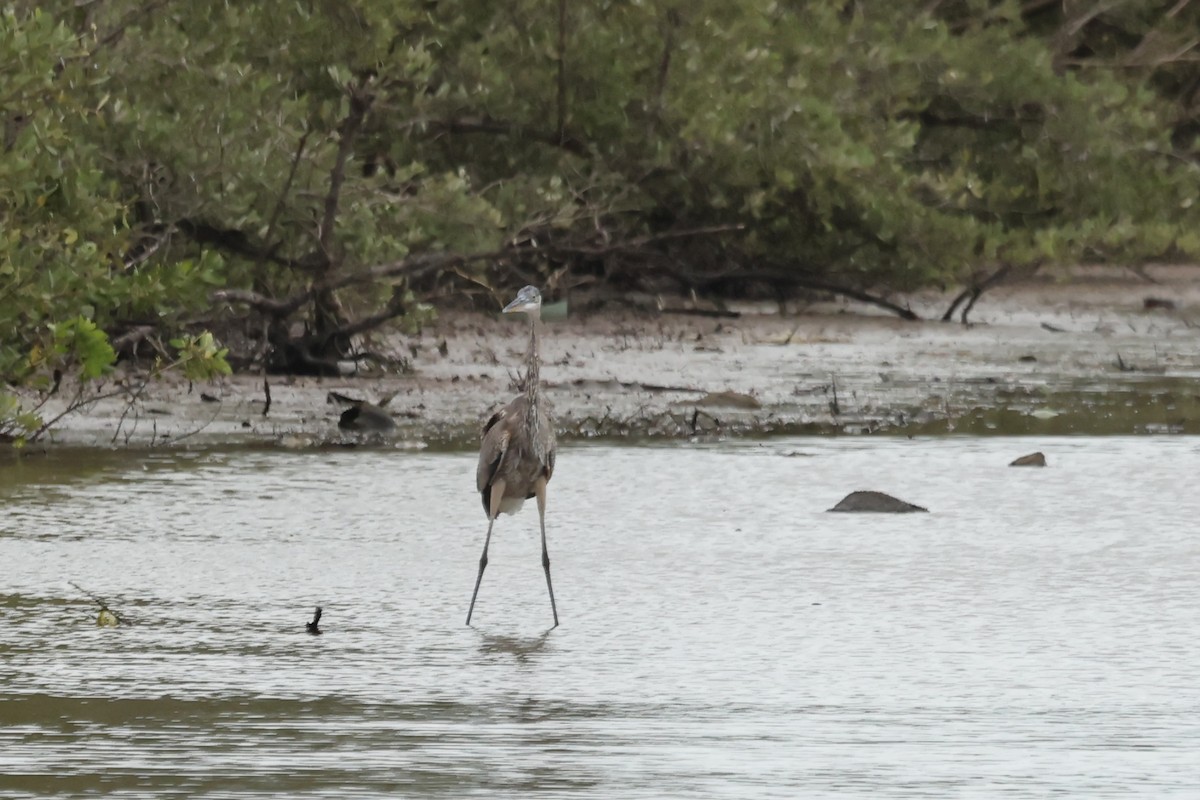 אנפה אמריקנית - ML645167164