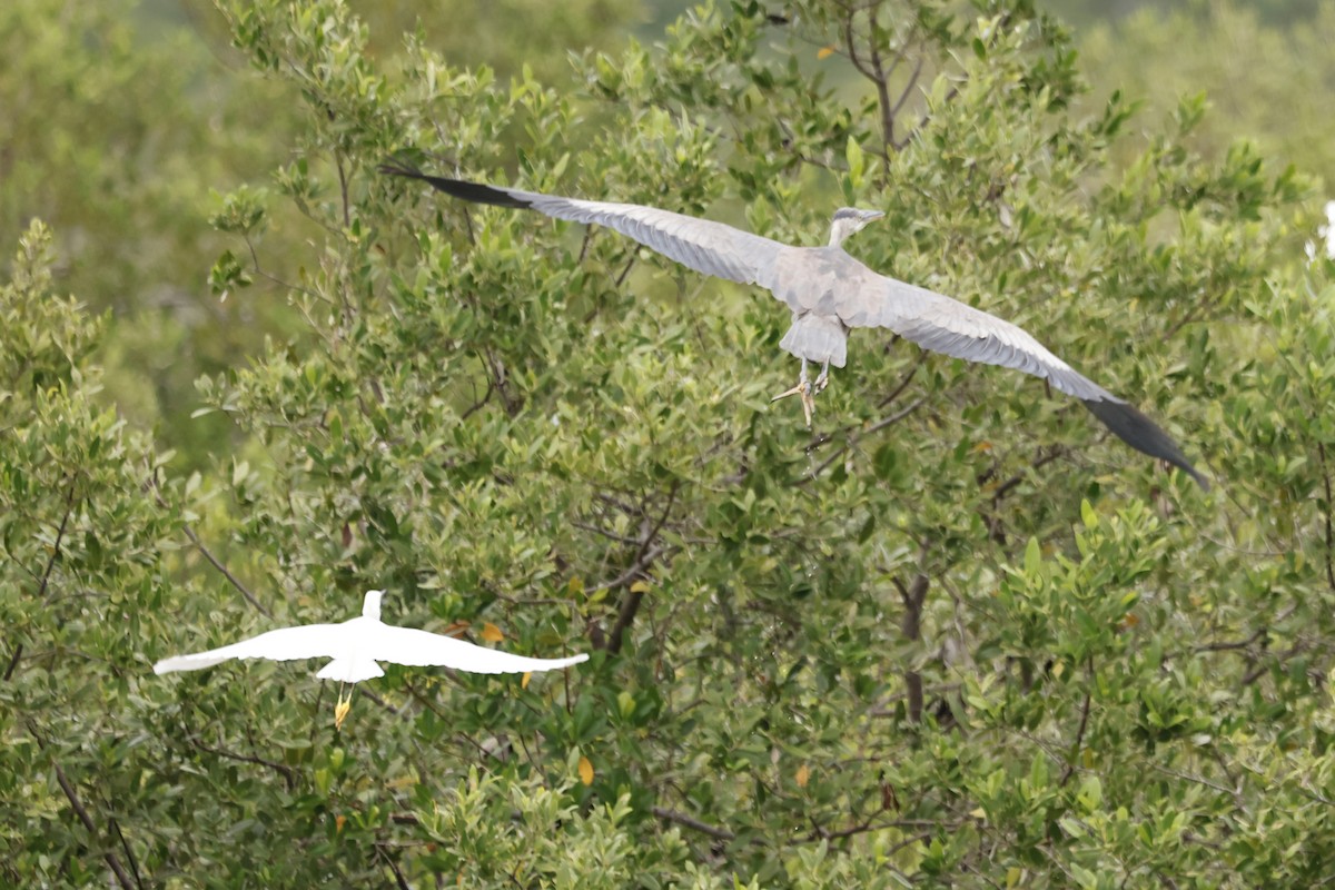 אנפה אמריקנית - ML645167165