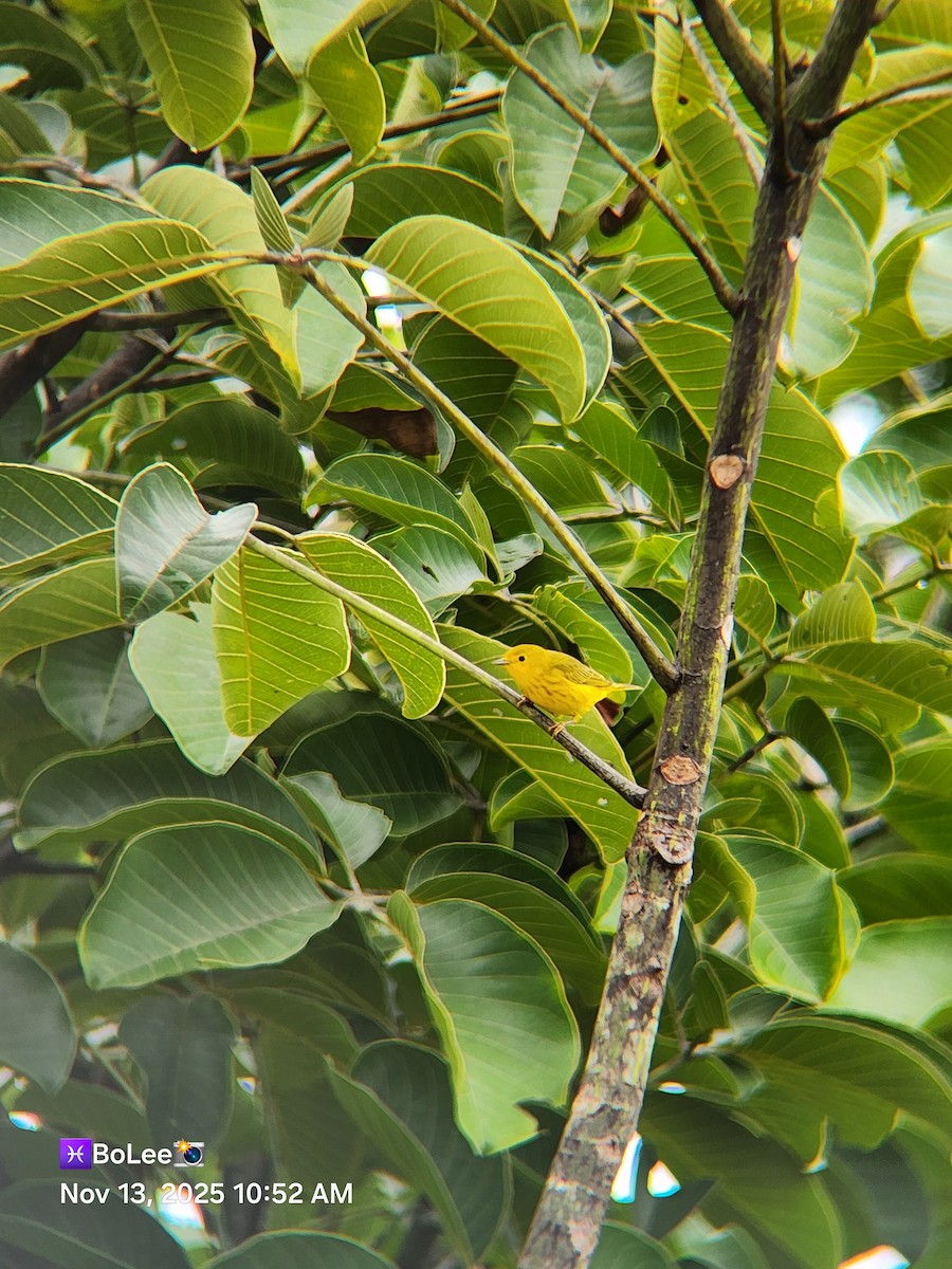 Northern Yellow Warbler - ML645167166