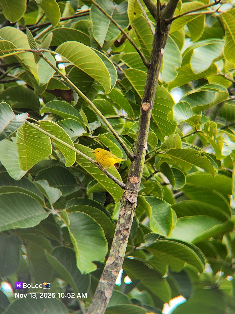 Northern Yellow Warbler - ML645167167